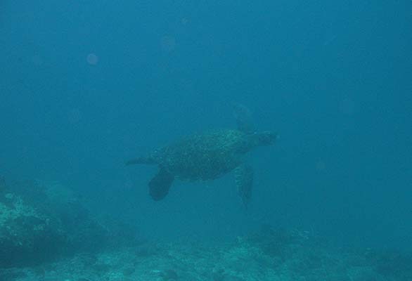 морская черепаха под водой
